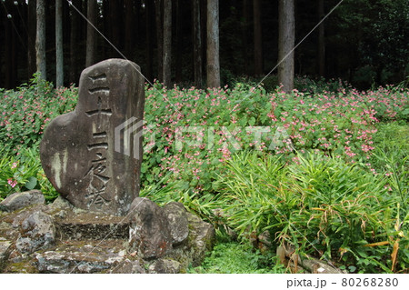 小川町腰越の秋海棠 小川町腰越の秋海棠 80268280