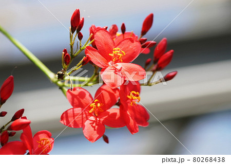 ヤトロファ　Jatropha 80268438