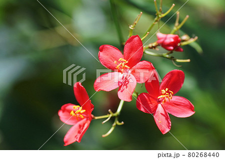 ヤトロファ Jatropha ヤトロファ Jatropha 80268440