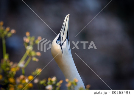 Northern Gannets Diving UK 80268493