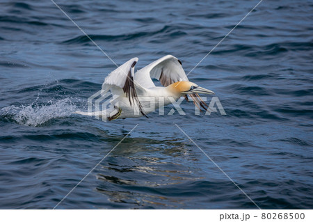 Northern Gannets Diving UK 80268500