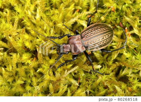 Beautiful ground beetle Carabus ullrichii 80268518