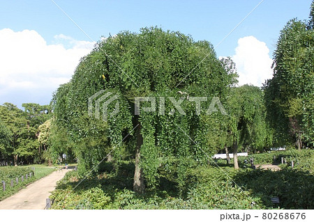 シダレエンジュ 80268676