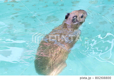 水泳大会、カピバラ 水泳大会、カピバラ 80268800