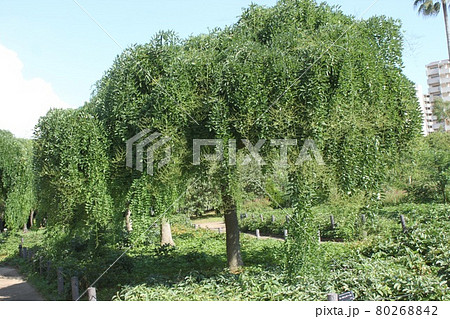 シダレエンジュ 80268842