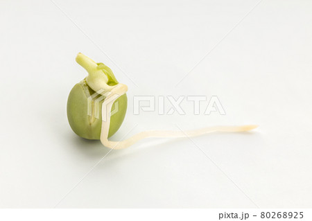 Germinated pea seed isolated on white background 80268925