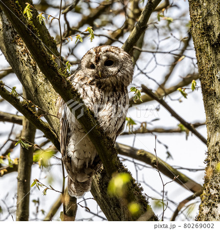 Juvenile tawny owl, Strix aluco perched on a twig 80269002