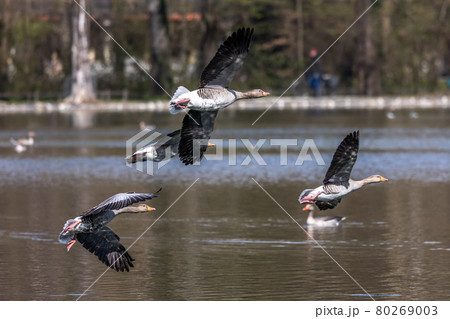 The flying greylag goose, Anser anser is a species of large goose The flying greylag goose, Anser anser is a species of large goose 80269003