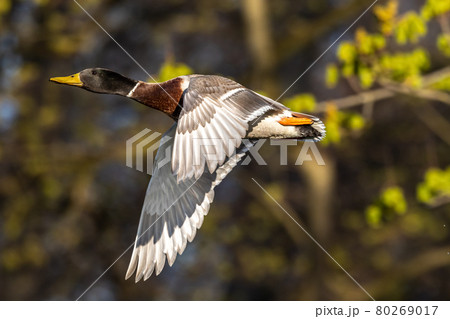 The flying greylag goose, Anser anser is a species of large goose 80269017