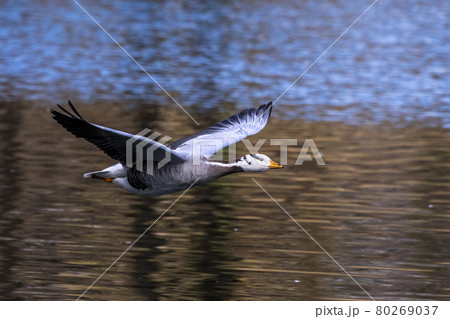 The bar-headed goose, Anser indicus flying over a lake in English Garden in Munich 80269037