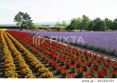 彩の畑 80269394