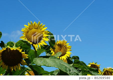 青空を背景に夏の花、ヒマワリの花の咲く風景　イメージ 80269580