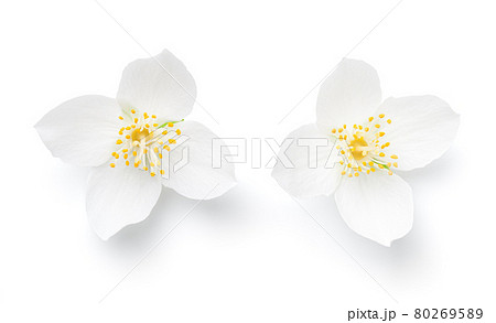 Jasmine Flowers Isolated Over White Background 80269589