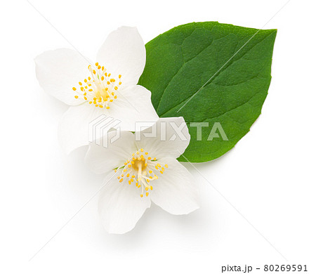 Jasmine Flowers With Leaf Isolated Over White Jasmine Flowers With Leaf Isolated Over White 80269591