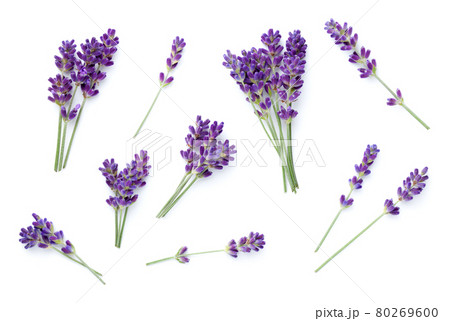 Set Of Lavender Isolated Over White Background 80269600