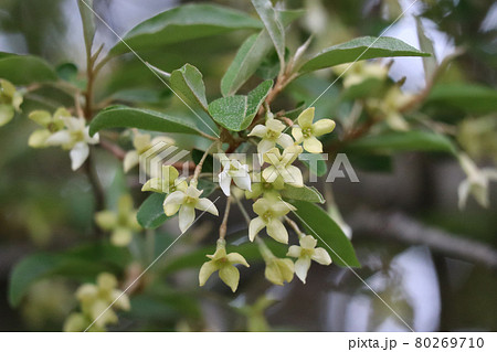 ナツグミ 80269710