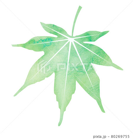 暑中見舞い 残暑見舞いで使える夏の風物詩 水彩イラスト モミジ 紅葉のイラスト素材