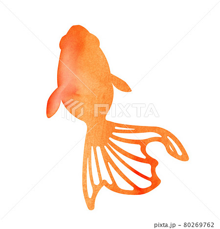 暑中見舞い 残暑見舞いで使える夏の風物詩 水彩イラスト 金魚のイラスト素材