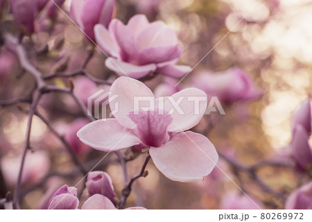 Magnolia spring flowers 80269972