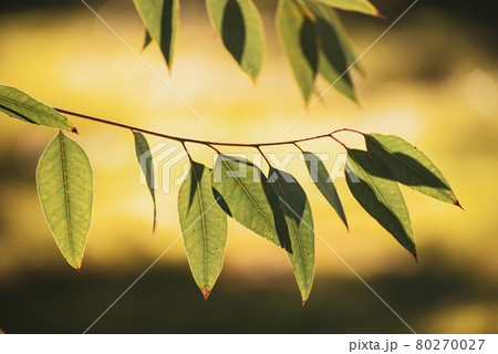 Eucalyptus green leaves 80270027