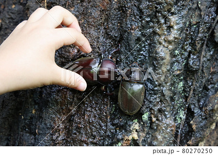 夏休みの思い出 カブトムシを捕まえる子供の手の写真素材