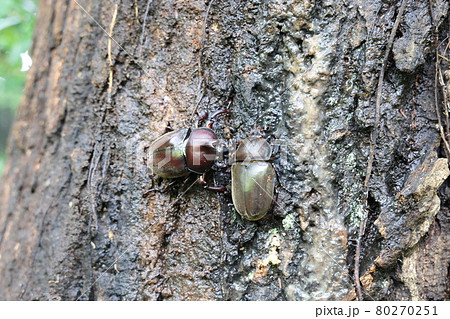 朝の森の木の樹液に群がるカブトムシのオスとメス 朝の森の木の樹液に群がるカブトムシのオスとメス 80270251