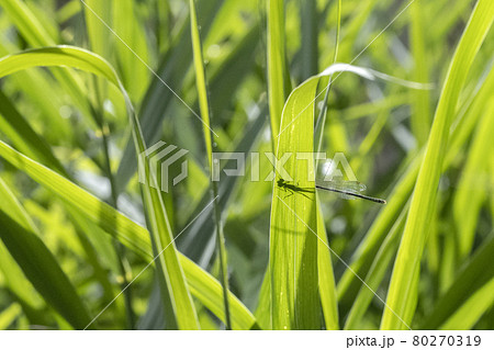 dragonfly macro close up dragonfly macro close up 80270319
