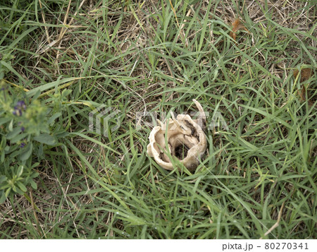 Fallow deer skeleton bones eaten by wold and covered by worms Fallow deer skeleton bones eaten by wold and covered by worms 80270341