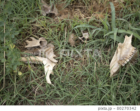 Fallow deer skeleton bones eaten by wold and covered by worms Fallow deer skeleton bones eaten by wold and covered by worms 80270342