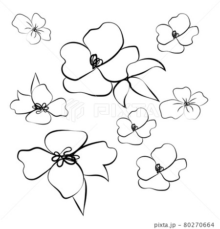 Summer garden blooming flowers monochrome illustration, sketch, hand drawn Summer garden blooming flowers monochrome illustration, sketch, hand drawn 80270664