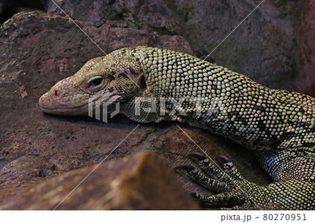 The lizard lies on a stone in the shade. 80270951