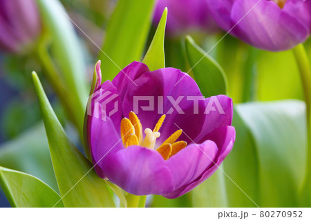Flowering tulip close-up in the park in the summer. 80270952