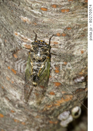 桜の木に止まるクマゼミ 桜の木に止まるクマゼミ 80270974