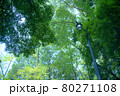 新緑の美しい公園 80271108