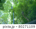 新緑の美しい公園 80271109