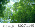 新緑の美しい公園 80271145