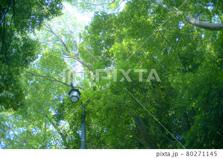 新緑の美しい公園 新緑の美しい公園 80271145