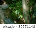 新緑の美しい公園 80271148