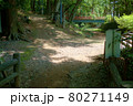 新緑の美しい公園 80271149
