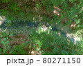 新緑の美しい公園 80271150