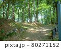 新緑の美しい公園 80271152