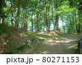 新緑の美しい公園 80271153