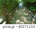 新緑の美しい公園 80271154