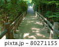 新緑の美しい公園 80271155