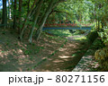 新緑の美しい公園 80271156