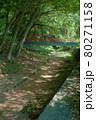 新緑の美しい公園 80271158