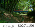 新緑の美しい公園 80271159