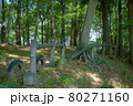 新緑の美しい公園 80271160