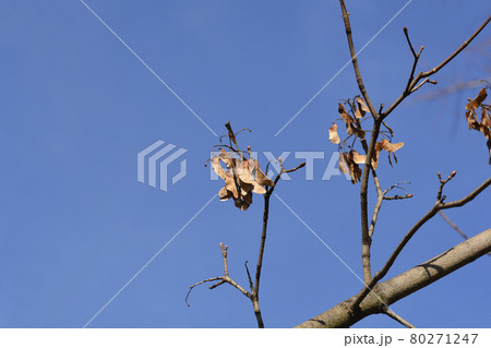 Norway maple 80271247