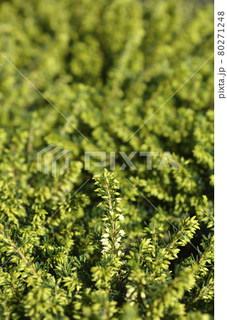 Darley Dale heath 80271248